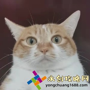 公之手中字和公中中家的區(qū)別：你真的理解它們的含義嗎？