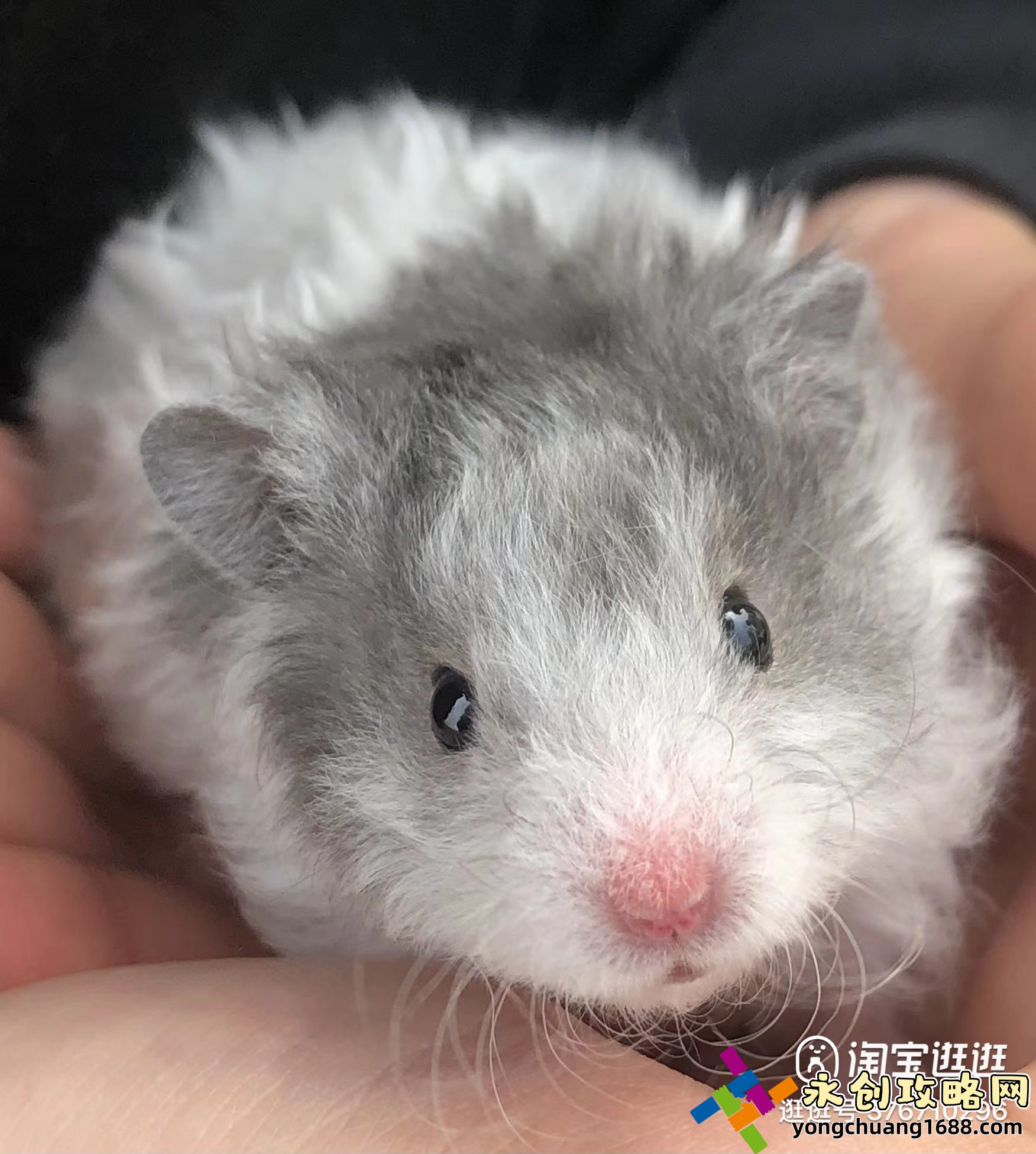 正在直播乒乓賽事：怎么看這些精彩的乒乓賽事直播，如何參與互動(dòng)？