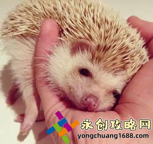 CK手表評測：時尚與時間的永恒經典