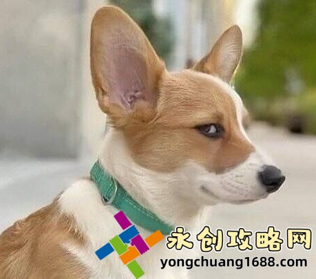 黃真伊電視劇：這部歷史劇為何成為觀眾爭相追看的經(jīng)典之作？